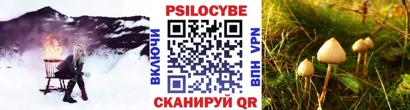как найти наркотики  маркетплейс состав  kraken ссылки  Псилоцибиновые грибы Psilocybe  Новотитаровская 